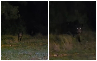 Problem sa zadarskih otoka preselio se i u grad: Divlje svinje snimljene u više kvartova