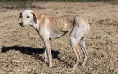 Podnesena kaznena prijava zbog mučenja u skloništu napuštenih životinja