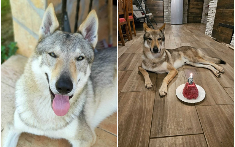 Obitelj već skoro dva mjeseca neumorno traži psa! Nude i 10.000 eura novčane nagrade