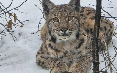 KAKVA LJEPOTA! Snimljen predivni ris u Gorskom kotaru, pogledajte video