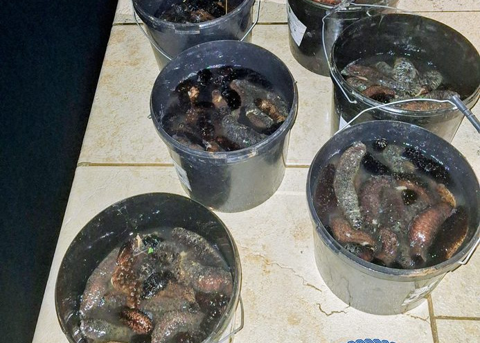 LOV U MUTNOM! Izlovio preko 100 kilograma trpova pa zaradio kaznenu prijavu