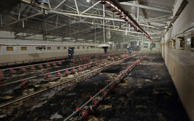 STRAVIČNO! Zbog požara na farmi uginulo više tisuća pilića: ‘Požar je planuo…’