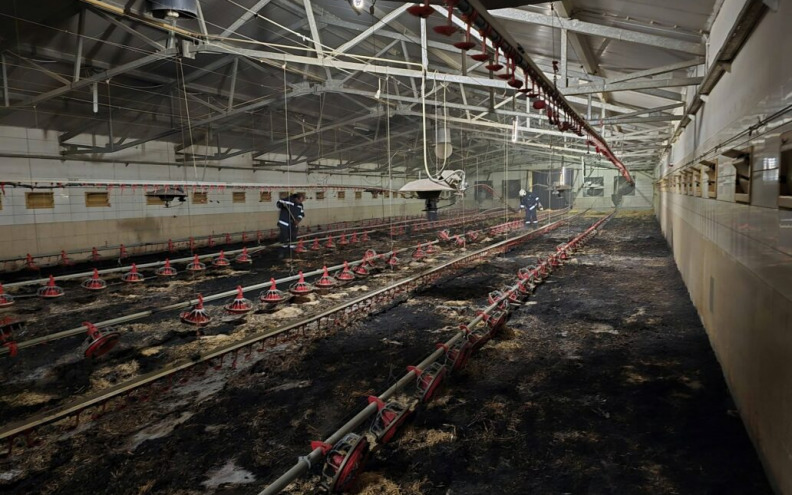 STRAVIČNO! Zbog požara na farmi uginulo više tisuća pilića: 'Požar je planuo...'