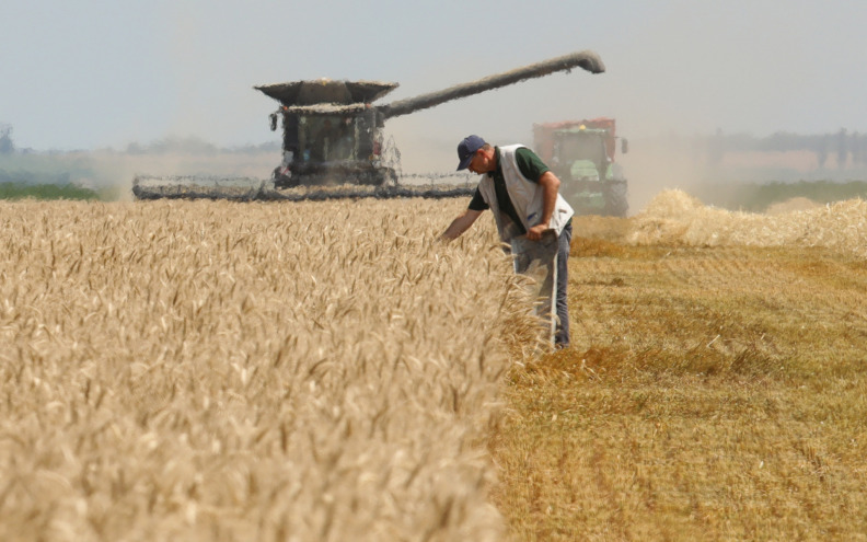 Unatoč milijunskoj žetvi, pšenicu moramo uvoziti: 'Domaća pšenice nije dovoljno kvalitetna'