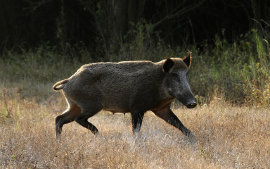 Hajka na divlje svinje u Žmirićima prošla bez učinka: ‘Nismo vidjeli nijednu, ali ovo nije kraj’