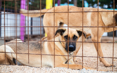 Sklonište za životinje Zadarske županije ne može naći radnike! “Ključna stvar je…”