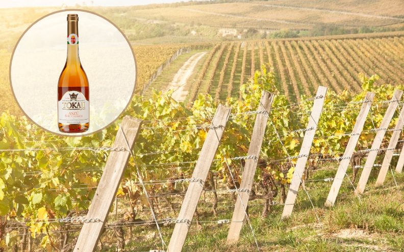 VINO TJEDNA Zašto svijet još sanja o Tokajcu?