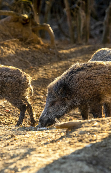 Čim padne mrak, u Zapuntelu se ne ide van zbog straha od divljih svinja: ‘Postali smo njihovi taoci…’