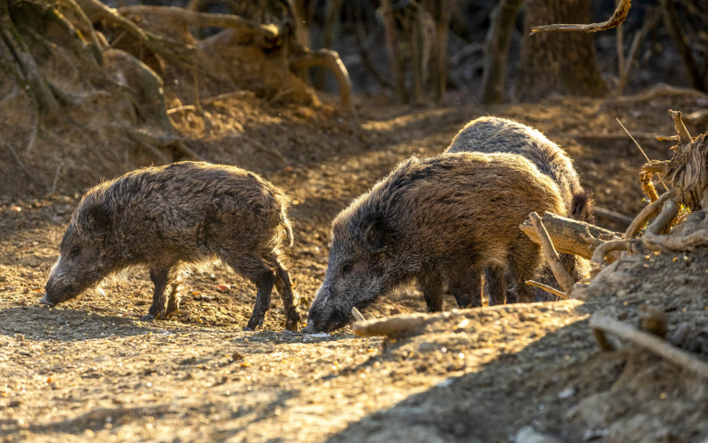 Čim padne mrak, u Zapuntelu se ne ide van zbog straha od divljih svinja: 'Postali smo njihovi taoci...'
