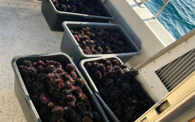 Zatečeni u izlovu morskih ježinaca na području Puntamike! Uhićeni su