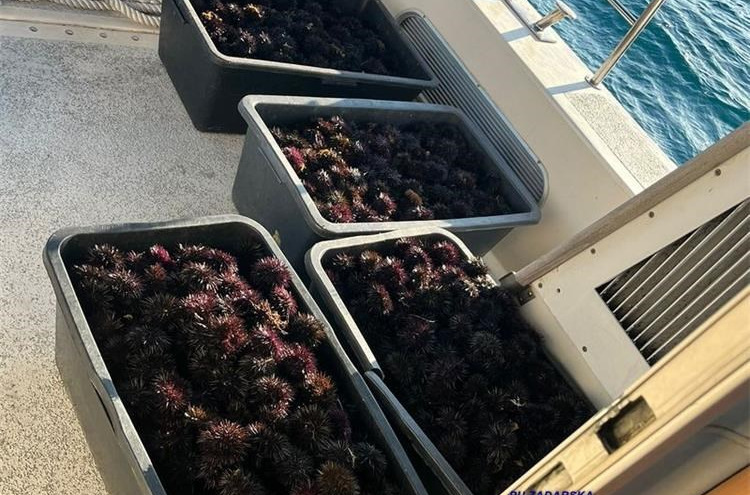 Zatečeni u izlovu morskih ježinaca na području Puntamike! Uhićeni su