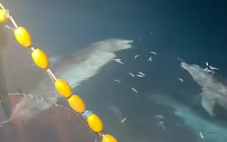 VIDEO Dupini kraj Zadra 'kradu' srdele i inćune ribarima: 'Ovo je dokaz...'