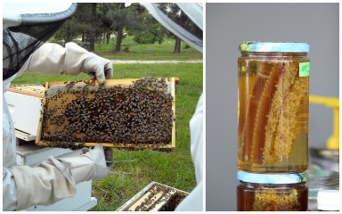 Zadarski pčelari i Hotelijersko-turistička škola pozivaju na edukaciju i degustaciju meda