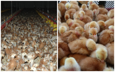 Više od 120 udruga ujedinjeno protiv megafarmi pilića