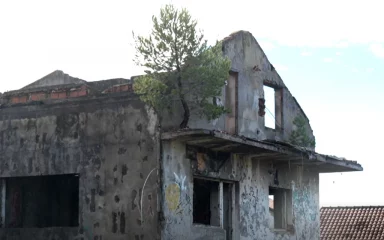 Neobični bor izrastao na balkonu u Zadru: ‘Kod nas je danas sve normalno, pa i to’