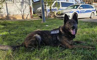 Zadarski policijski pas Gana pronašao više od 230 grama kokaina u kombiju na autocesti