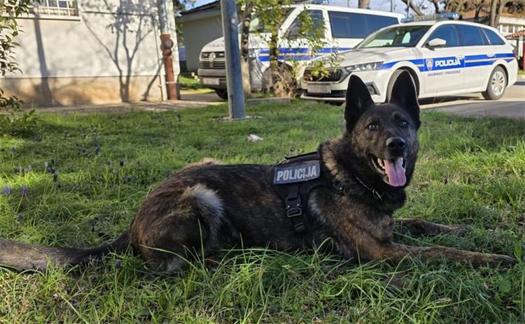 Zadarski policijski pas Gana pronašao više od 230 grama kokaina u kombiju na autocesti