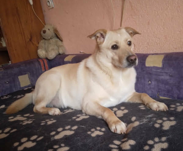 Krvoločan napad u Karinu Gornjem! Dva su psa napala te do smrti izgrizla Šibu