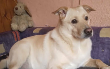 Krvoločan napad u Karinu Gornjem! Dva su psa napala te do smrti izgrizla Šibu