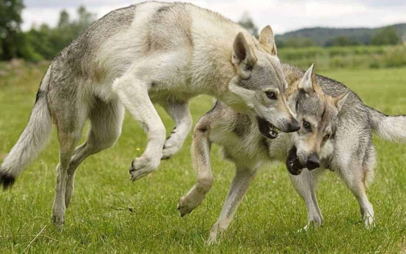 Psi su s ljudima dulje nego što se mislilo, najstariji datira od prije gotovo 16 tisuća godina