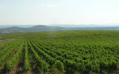 Zadarsko zaleđe lovište je za vrhunsko crno grožđe
