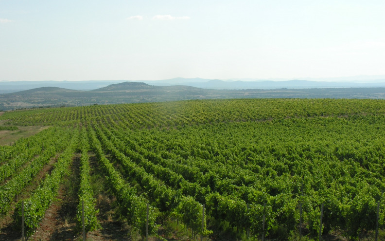 Zadarsko zaleđe lovište je za vrhunsko crno grožđe