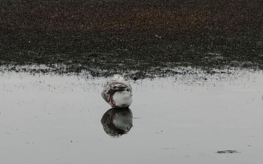 Bibinjci žele pomoći ozlijeđenom patku koji je godinama dio mjesta: ‘Pokažimo da smo ljudi i da brinemo za “naše” – makar imao perje’