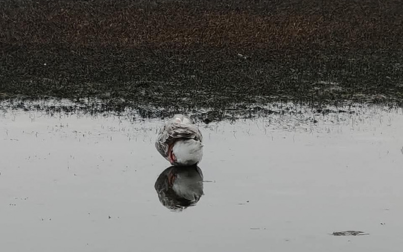 Bibinjci žele pomoći ozlijeđenom patku koji je godinama dio mjesta: 'Pokažimo da smo ljudi i da brinemo za 