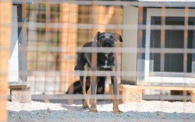 Sklonište za napuštene i izgubljene životinje ekipira se za početak rada: ‘Zapošljavanje se odužilo…’