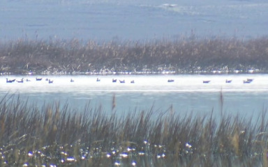 PROLJETNA SEOBA PTICA Ornitološki rezervat Veliko blato na Pagu iznimno je važna postaja za odmor