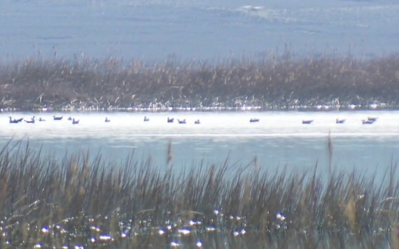 PROLJETNA SEOBA PTICA Ornitološki rezervat Veliko blato na Pagu iznimno je važna postaja za odmor