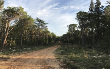 Zadranima omiljeno izletište dobiva parkiralište, trim staze i sadržaje za djecu: ‘Aktivnosti uređenja trebaju čuvati izvornost šume…’