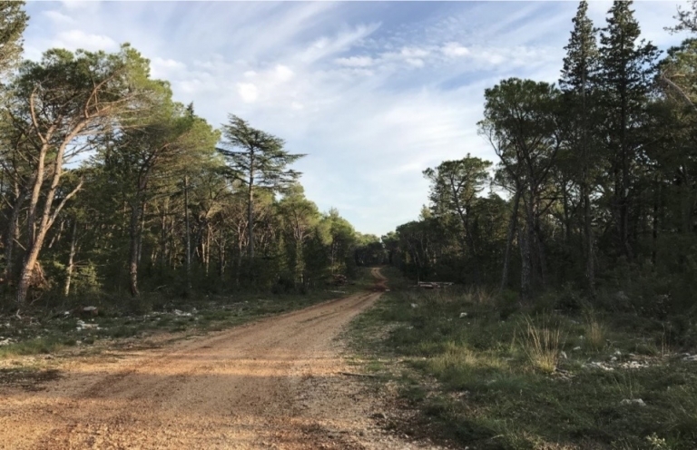 Zadranima omiljeno izletište dobiva parkiralište, trim staze i sadržaje za djecu: 'Aktivnosti uređenja trebaju čuvati izvornost šume...'