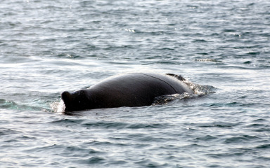Sretan kraj za grbavog kita, nakon višednevne borbe napokon se izvukao