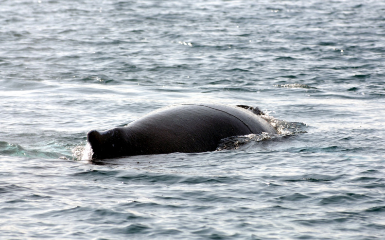 Sretan kraj za grbavog kita, nakon višednevne borbe napokon se izvukao