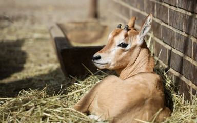 U Zoološkom vrtu u Zagrebu rođen sabljorogi oriks Pistacio