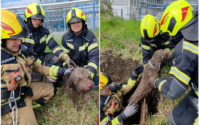 SPAS U ZADNJI ČAS Vatrogasci spasili psa iz 8 metara dubokog šahta: 'Bio je strašno prljav, ali i strašno veseo'
