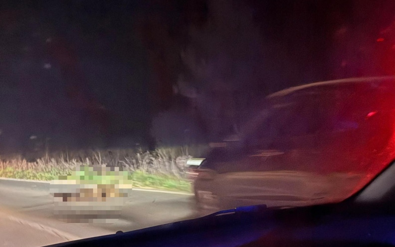 NOĆNI NALET Automobil naletio na divlju svinju kod deponija u Diklu