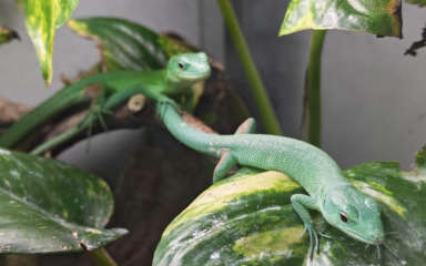 Zoološki vrt Grada Zagreba: Iz jaja provirilo pet zelenotrbih guštera