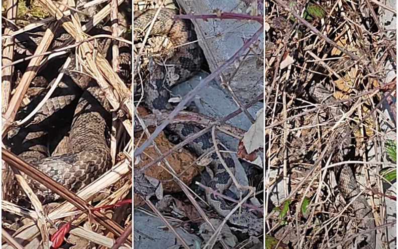 VIDEO Fascinantna snimka, čovjek sa sinom naletio na klupko poskoka!