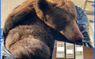 U gepeku skrivao krzno s glavom zaštićenog mrkog medvjeda, drugi vozač sumnjivi novac