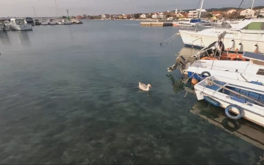 Guska Pepica iz Bibinja postala lokalna atrakcija: ‘Četiri godine je tu, sviđa joj se u Bibinjama i gotovo’