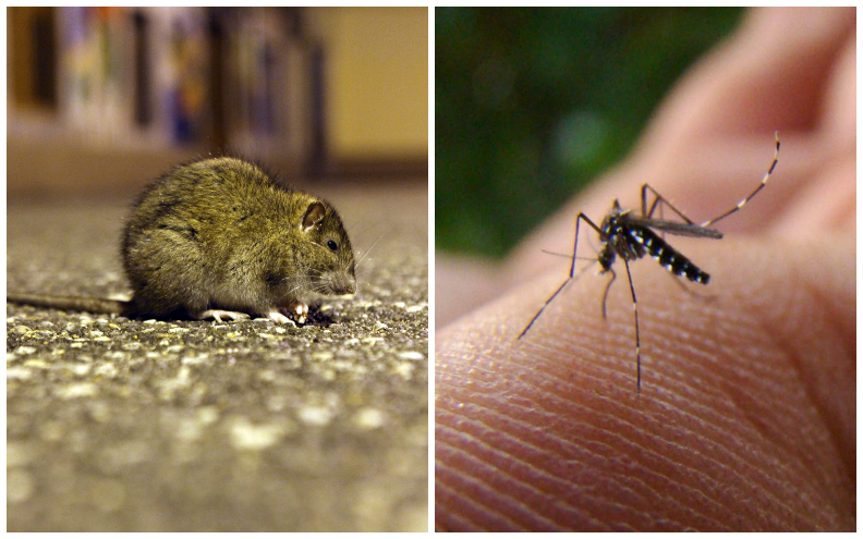 Općina Starigrad najavila deratizaciju: građani se moraju pridržavati ovih uputa