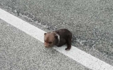 Mali medo došetao u dvorište kuće kraj Gospića. Smješten je u utočište u Kuterevu