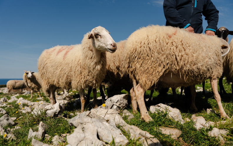 Na Pagu sve češći napadi čagljeva, Općina Kolan daje 1000 eura za odstrel: 'Situacija je alarmantna, ovo se događa svakodnevno!''