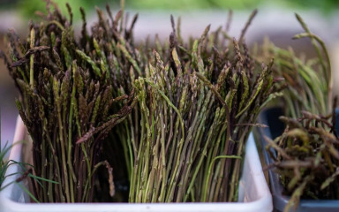 DVOSTRUKI PROGRAM U SUBOTU Prvo akcija čišćenja “Za ljepši Vir, a potom uživanje u delicijama sa šparogama