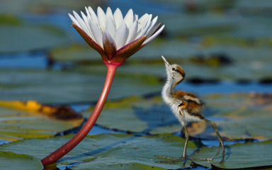 NIZ AKTIVNOSTI Zadar obilježava Dan planeta Zemlje – od podjele sadnica do piknika u Vruljici, donosimo program!
