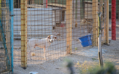 FOTO Zadarske njuškice napokon su preseljene u svoj novi dom