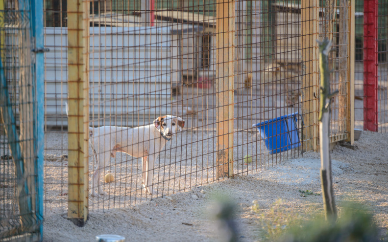 FOTO Zadarske njuškice napokon su preseljene u svoj novi dom