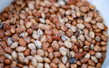 Legendarni bibinjski fažol nekad je hranio selo, a danas ga sadi tek nekoliko obitelji: ‘Mesnat je i debel, kao da jedeš meso’